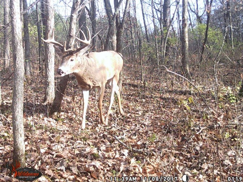 Whitetail Deer Hunting Land, Farm for Sale in Wisconsin, 181188 FARMFLIP