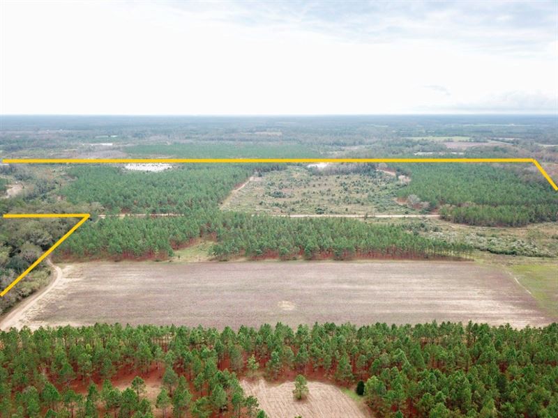 Alabama Hunting Land Farm, Deer : Hartford : Geneva County : Alabama