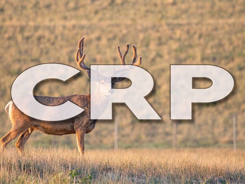 Kiowa County Crp Land for Sale, Farm for Sale in Colorado, 181776