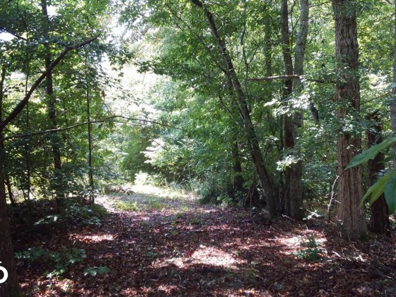 Crenshaw County Hunting and Timber : Lapine : Crenshaw County : Alabama
