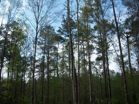 155 Acres : Minter : Dallas County : Alabama