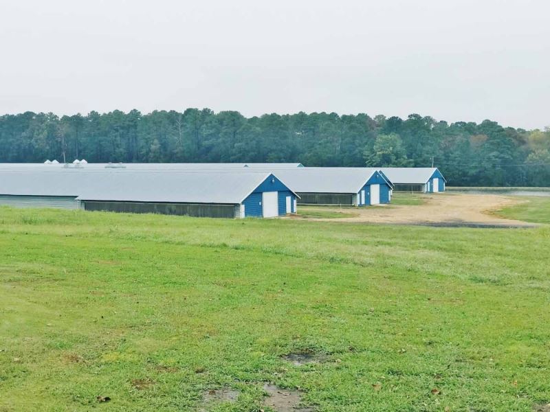6 Premium New Broiler Houses Home Farm for Sale in Louin, Smith