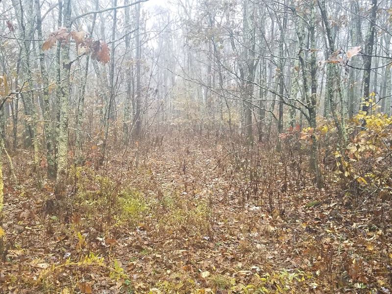 46 Acres Wooded Hunting Land Cove, Farm for Sale in Virginia, 182344