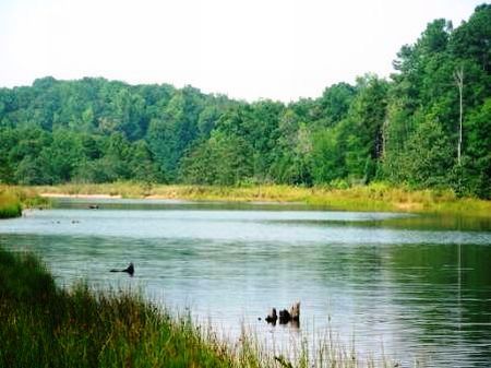 20 Acres Bordering Lake Russell : Abbeville : Abbeville County : South Carolina