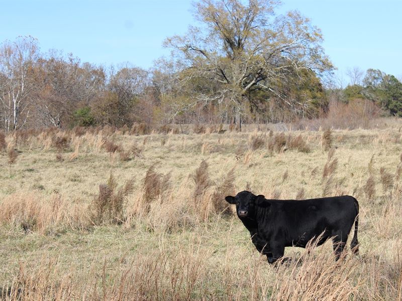 Cattle Farm with 5,000 Sf House : Elberton : Elbert County : Georgia
