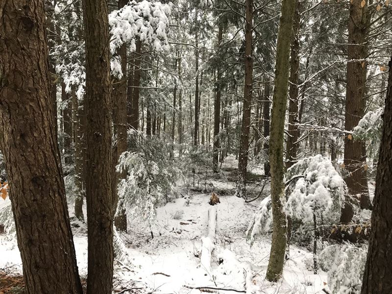 Near Ferris Lake Wild Forest : Salisbury : Herkimer County : New York