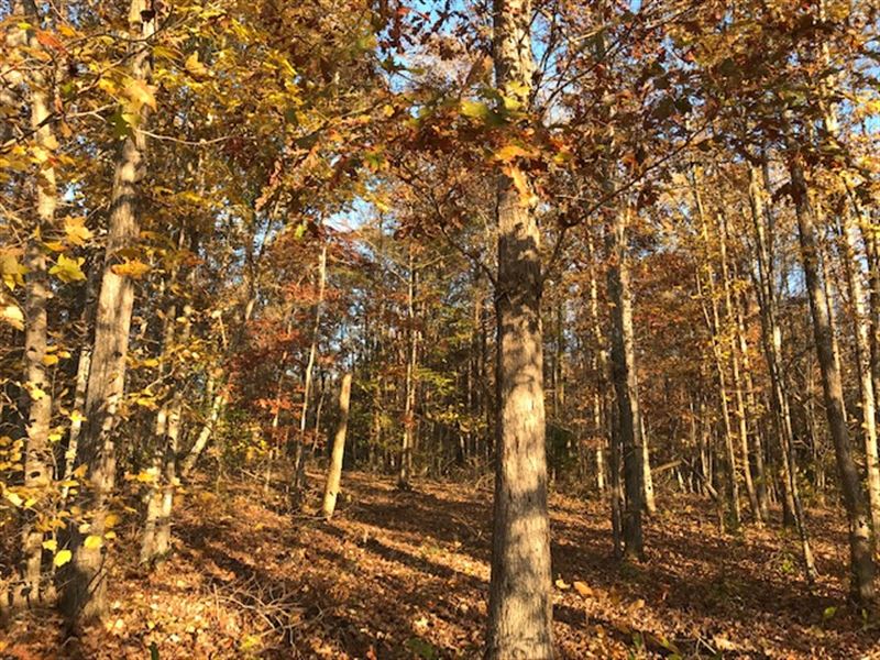 82 Acre Hunting Investment Land : Odenville : Jefferson County : Alabama