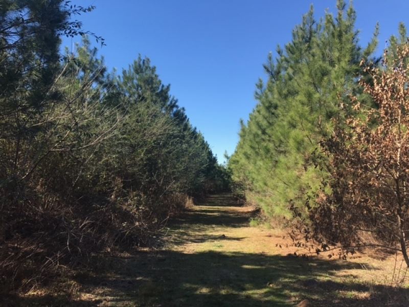 394 Acres Sw MS Timberland Investme : Crosby : Amite County : Mississippi