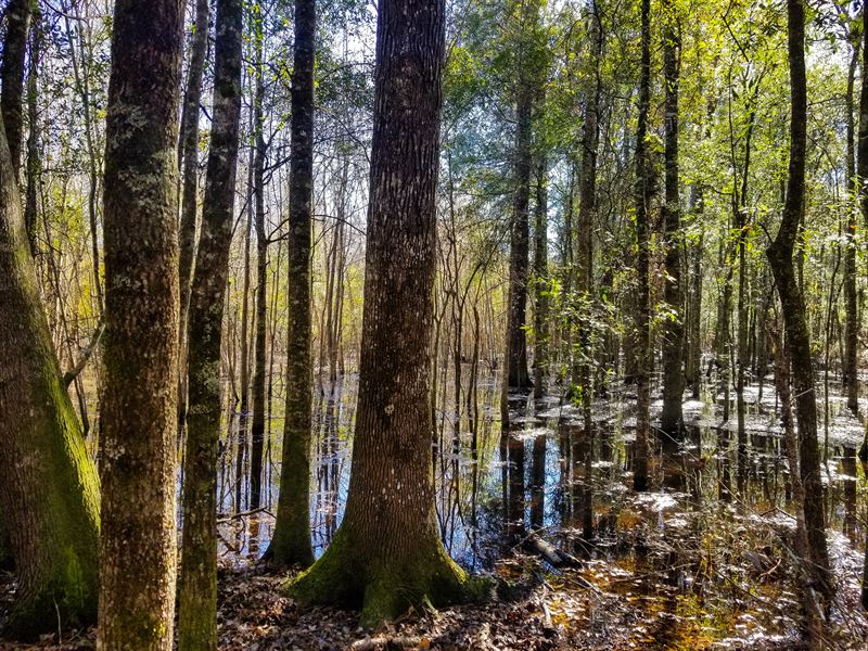 Cannon Road Tract : Canadys : Colleton County : South Carolina