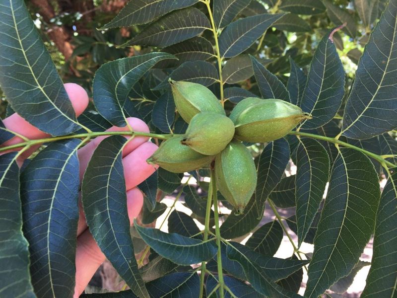 Irrigated Pecan Orchard : Shallowater : Lubbock County : Texas
