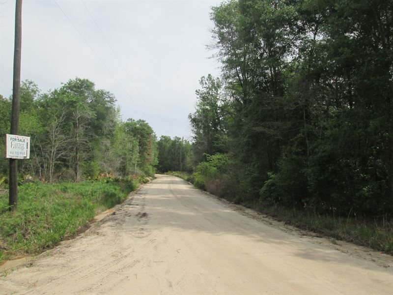 Pine and Volunteer Woodlands : Millwood : Ware County : Georgia