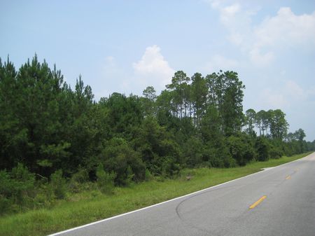 Prime Hunting Close To Gainesville : Hawthorne : Alachua County : Florida