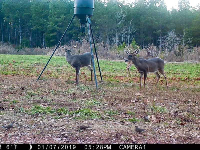 Hickory Grove Hunting Retreat, Farm for Sale in South Carolina, 187225