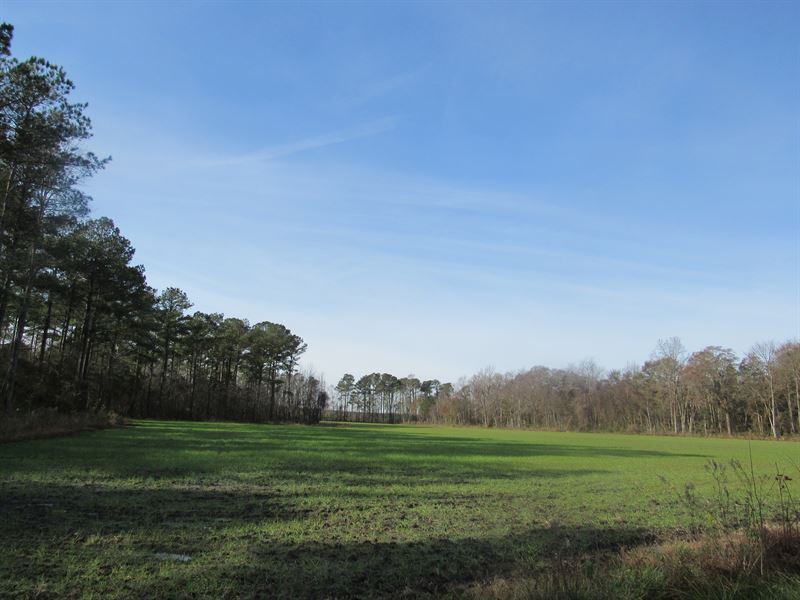 105.38 Acres On Paved Wilmar Road : Vanceboro : Craven County : North Carolina