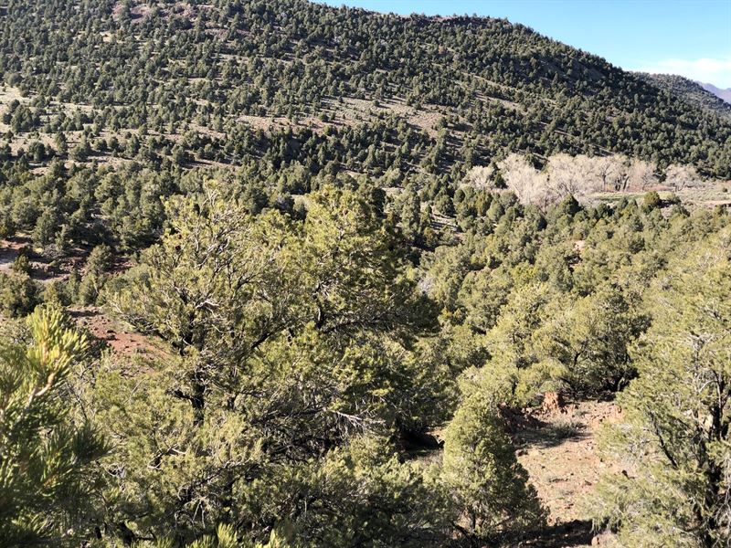 40 Acres Vacant Land Virginia City, Farm for Sale in Nevada, 187474