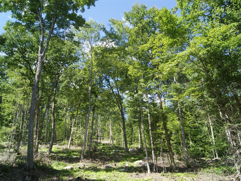 Strawbrook Forest : Canaan : Grafton County : New Hampshire