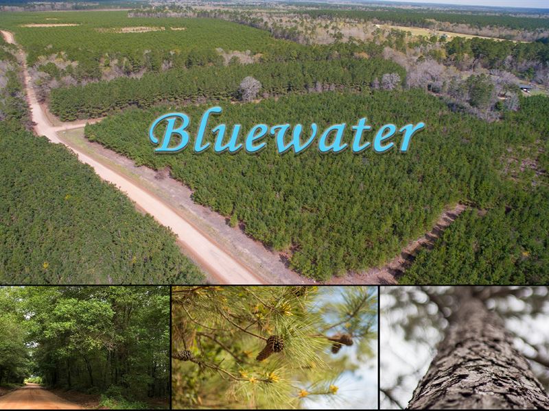 11 Acres Bluewater T2-3 : Livingston : Polk County : Texas