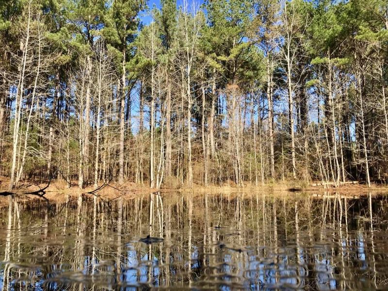 127.5 Acres Hunting/Timberland : Gore Springs : Grenada County : Mississippi