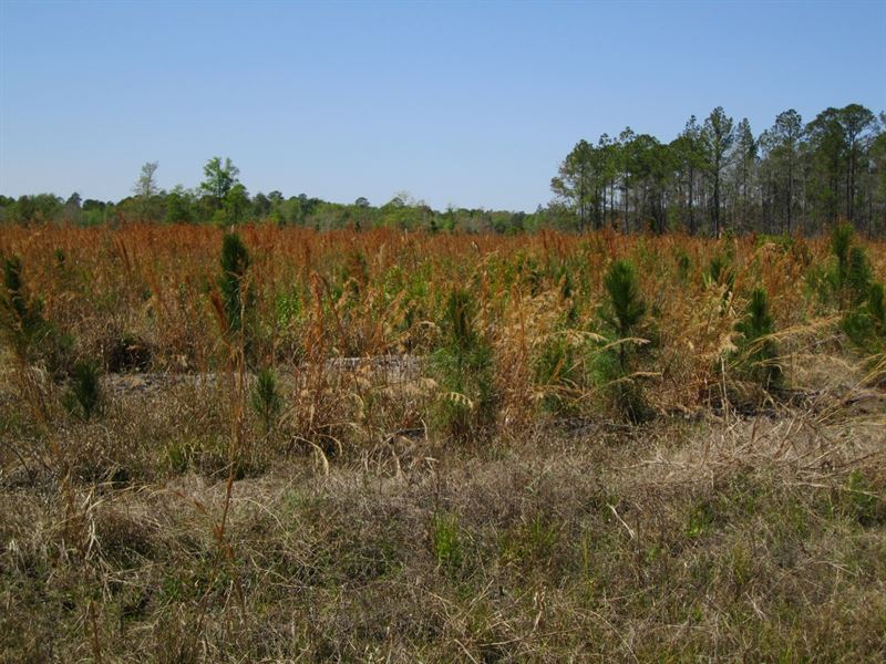 NW Union County Providence : Lulu : Union County : Florida