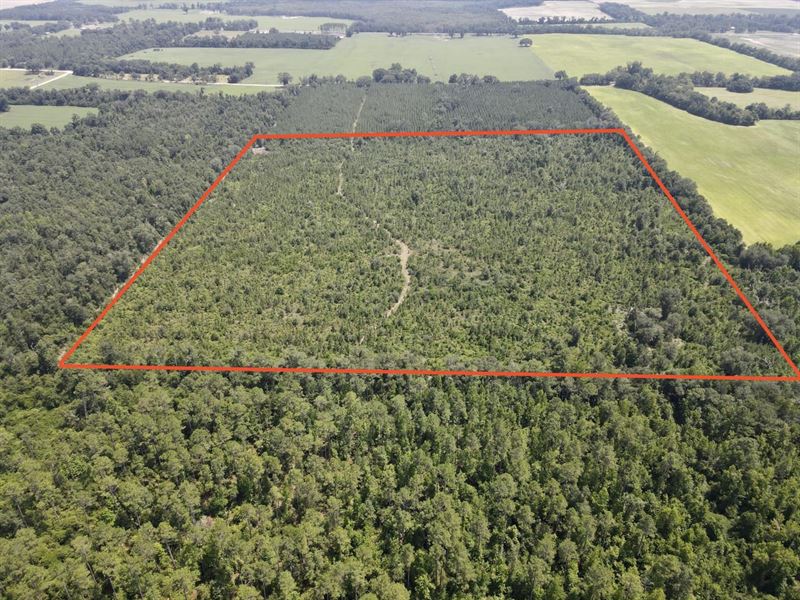Malone 40 Acres : Malone : Jackson County : Florida