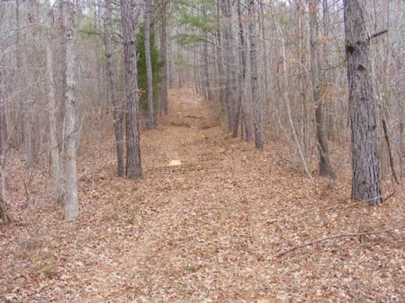 78 Acres in National Forest : Marion : Perry County : Alabama