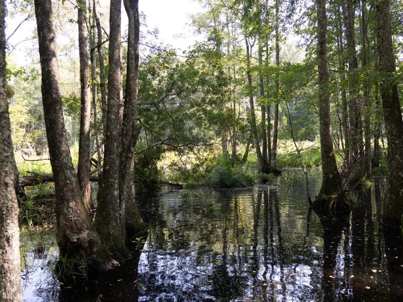 39 Acres Covington County : Florala : Covington County : Alabama