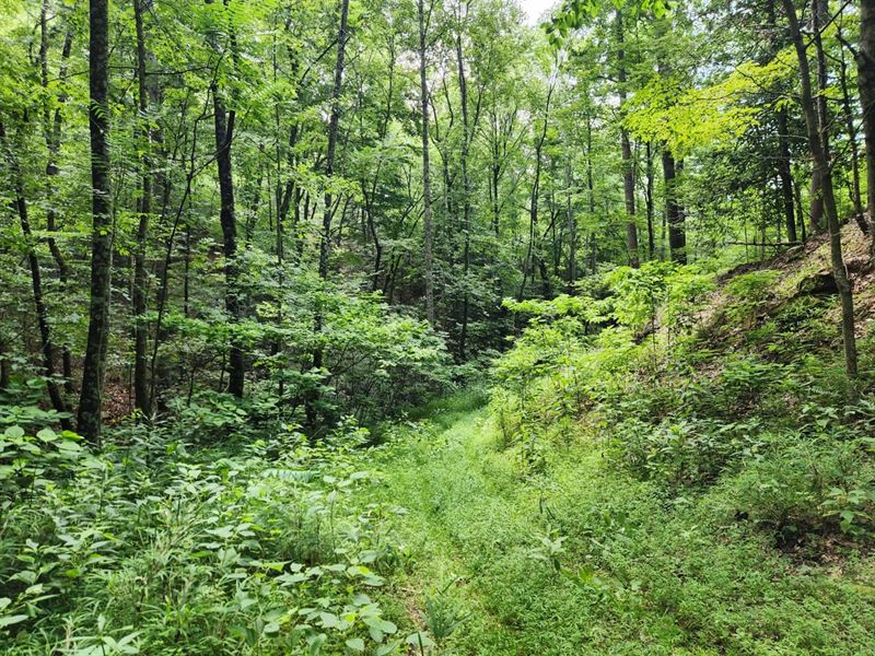 49.6 Acres Off Mertie Road, Mill : Millers Creek : Wilkes County : North Carolina