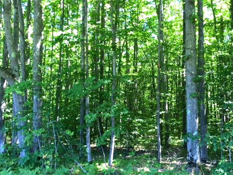 Hunting Land in State Game Area : Hart : Oceana County : Michigan