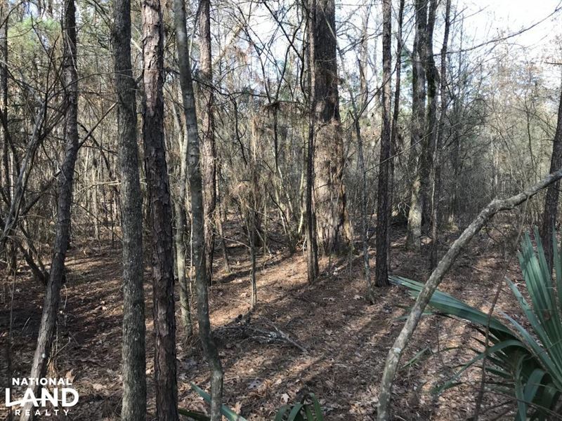 216 Acres Deer Hunting and Timber : Pioneer : West Carroll Parish : Louisiana