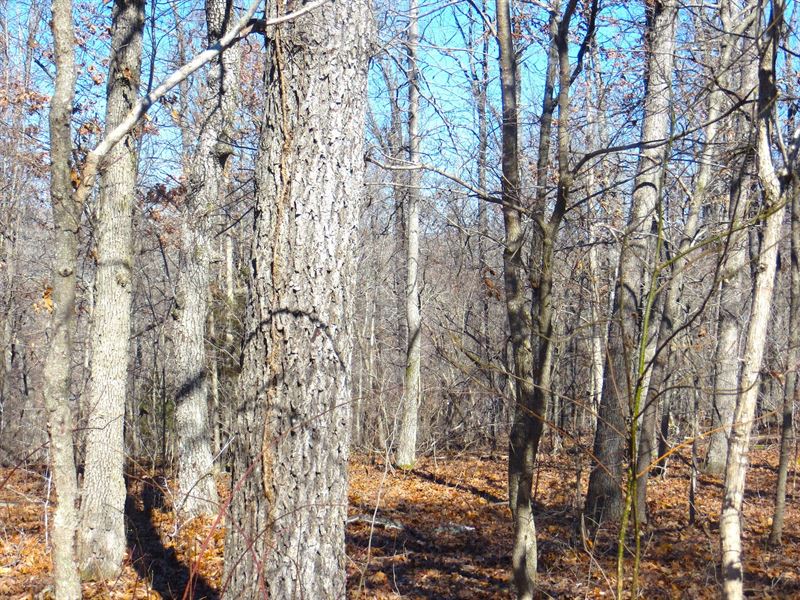 Acreage, Timber, Off Grid : Mammoth Spring : Fulton County : Arkansas