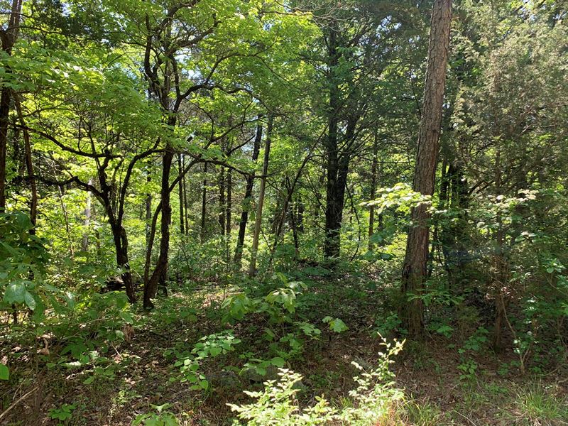 Wooded Acreage Gently Sloping : Yellville : Marion County : Arkansas