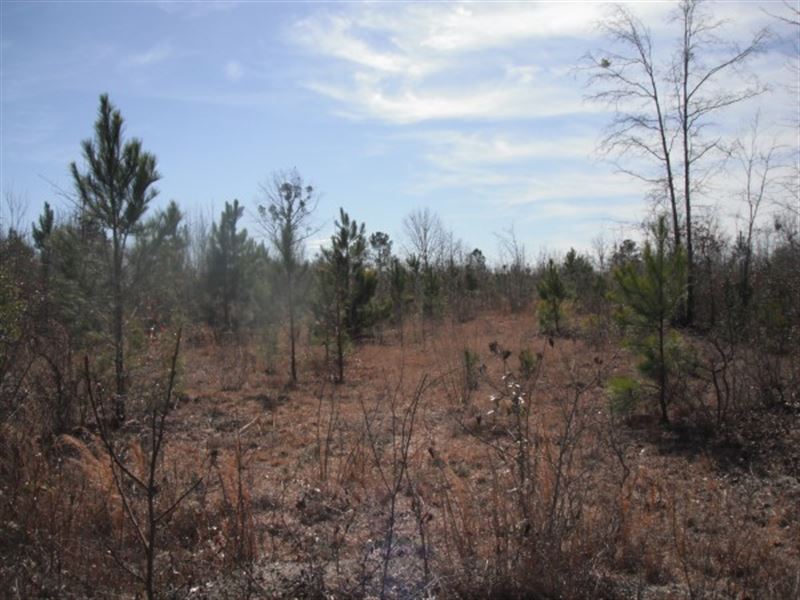 50 Acres, Chesterfield County, SC : Pageland : Chesterfield County : South Carolina