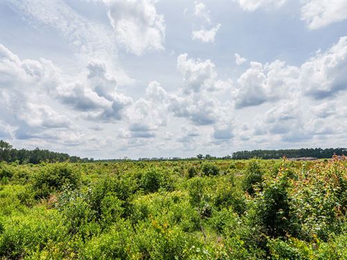 Brantley Timber Tract : Hazlehurst : Jeff Davis County : Georgia