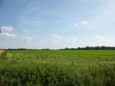 112 Acres Of Rich Farming Soil : Hawkinsville : Pulaski County : Georgia