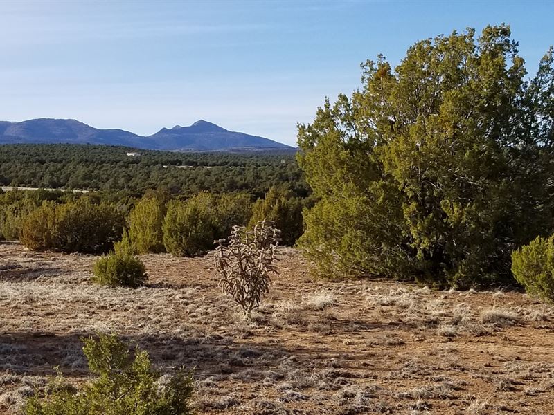 Beautiful 50 Ac Hwy 55 Frontage : Torreon : Torrance County : New Mexico