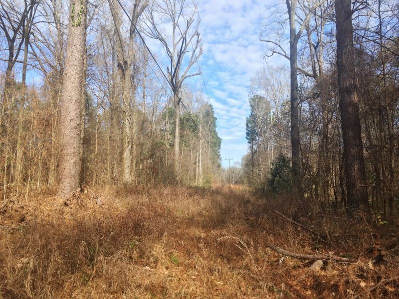 18 Acre Hardwood Land Tract for Sal : Woodville : Wilkinson County : Mississippi
