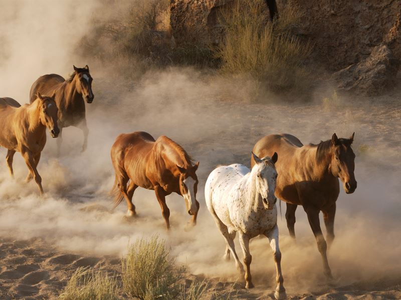 Wild Horse Canyon : Montello : Elko County : Nevada