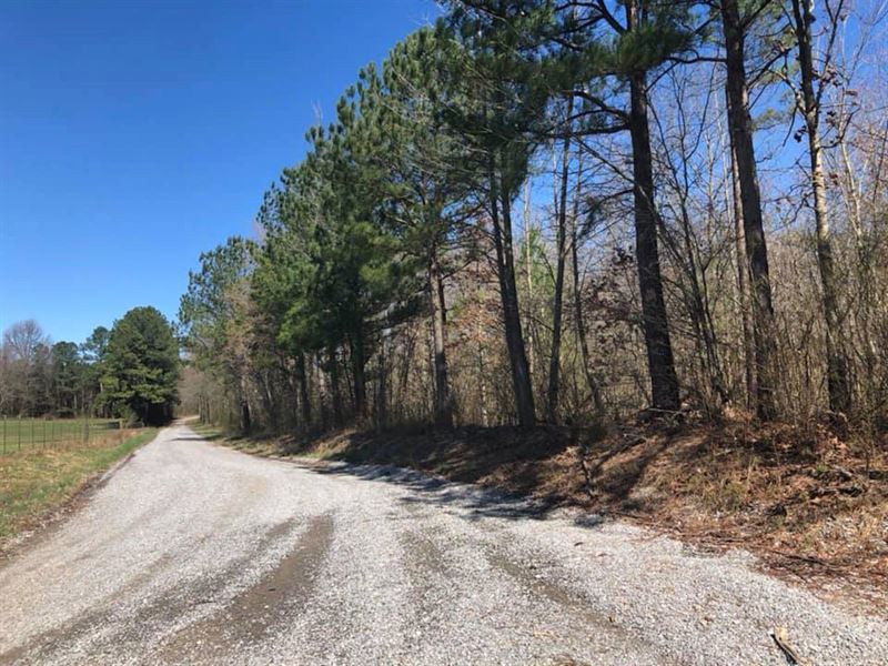 210 Acres Of Hunting / Timber : Cullman : Cullman County : Alabama