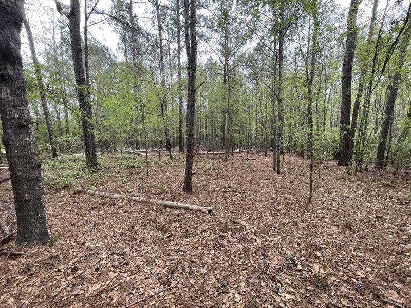 Secluded Home Site Approximately 3 : Wetumpka : Elmore County : Alabama