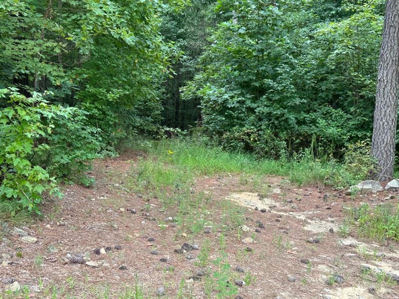 10.23 Acres Beautiful Wooded Prop : South Pittsburg : Marion County : Tennessee