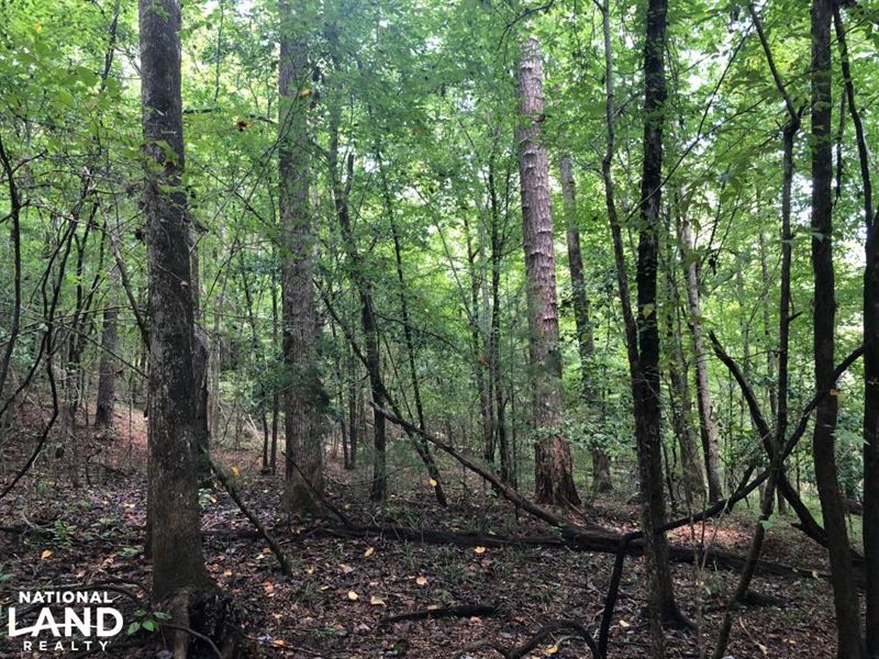 Evergreen Hunting/Timberland Invest : Evergreen : Conecuh County : Alabama