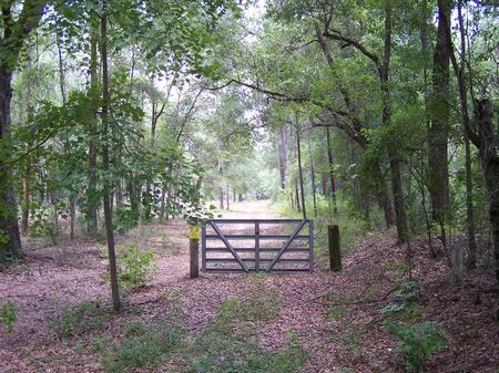100 Acres Near Tillman Sc - Hunting : Garnett : Hampton County : South Carolina