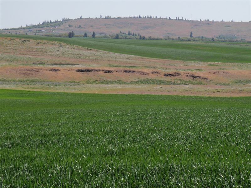Land Goldendale Washington, Dalles : Goldendale : Klickitat County : Washington