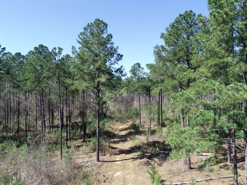 146 Acres Planted Pines : Avera : Jefferson County : Georgia