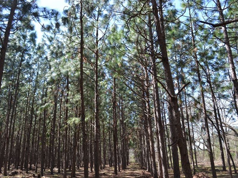 Shady Grove : Dublin : Laurens County : Georgia