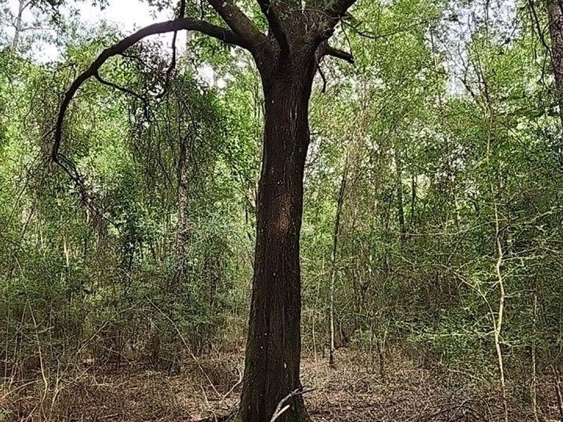 20 Acre Parcel in Robertsdale : Robertsdale : Baldwin County : Alabama
