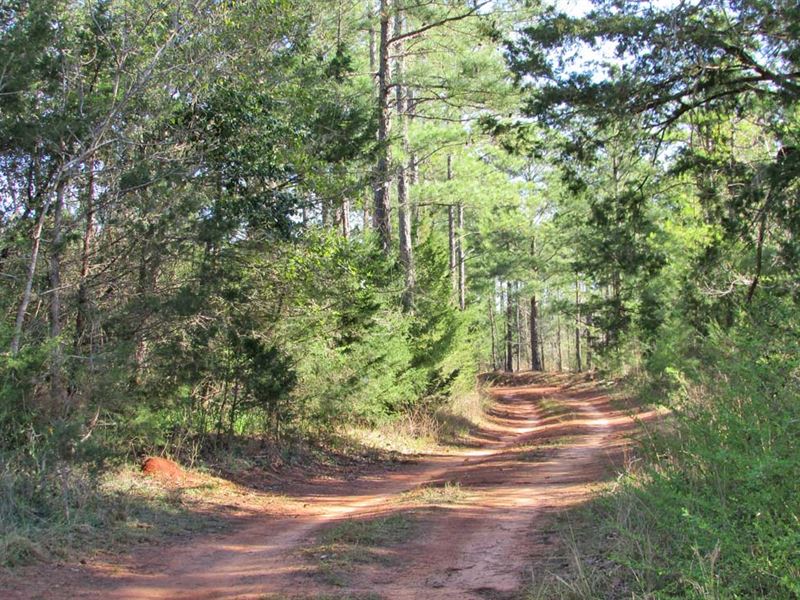 Stewart Co, Ga Hunting Investment : Lumpkin : Stewart County : Georgia
