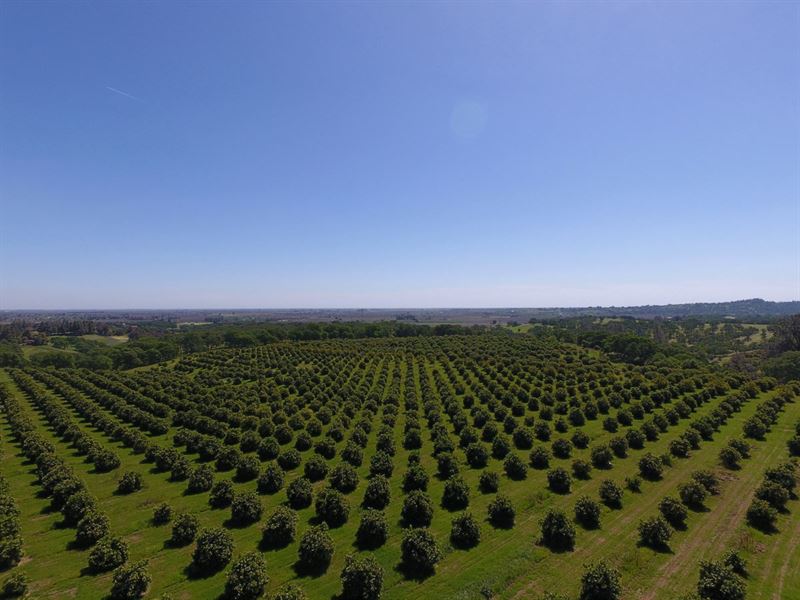 Orchards Yolo County, Northern : Winters : Yolo County : California