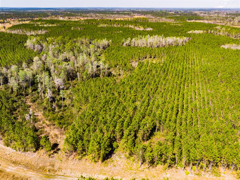 Prime Timber Investment North Fl : Greenville : Madison County : Florida