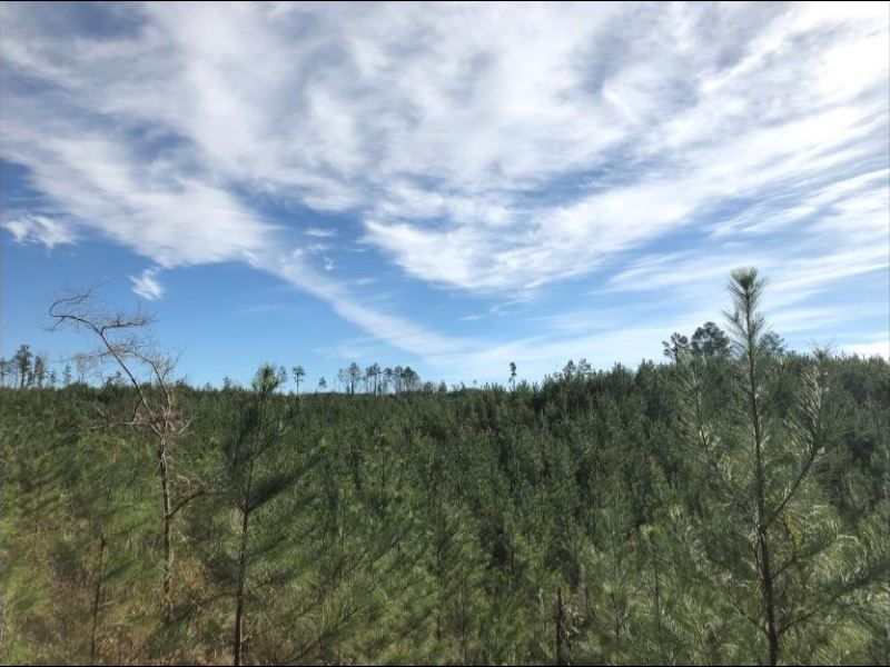 60 Acres in Montgomery County in Ki : Kilmichael : Montgomery County : Mississippi